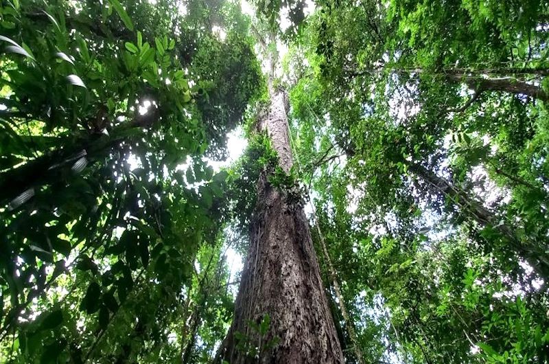 Governo anuncia série de medidas de proteção ao meio ambiente e clima; veja a lista