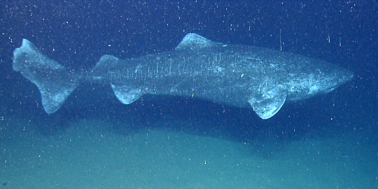 (Foto: Wikimedia/NOAA Okeanos Explorer Program)