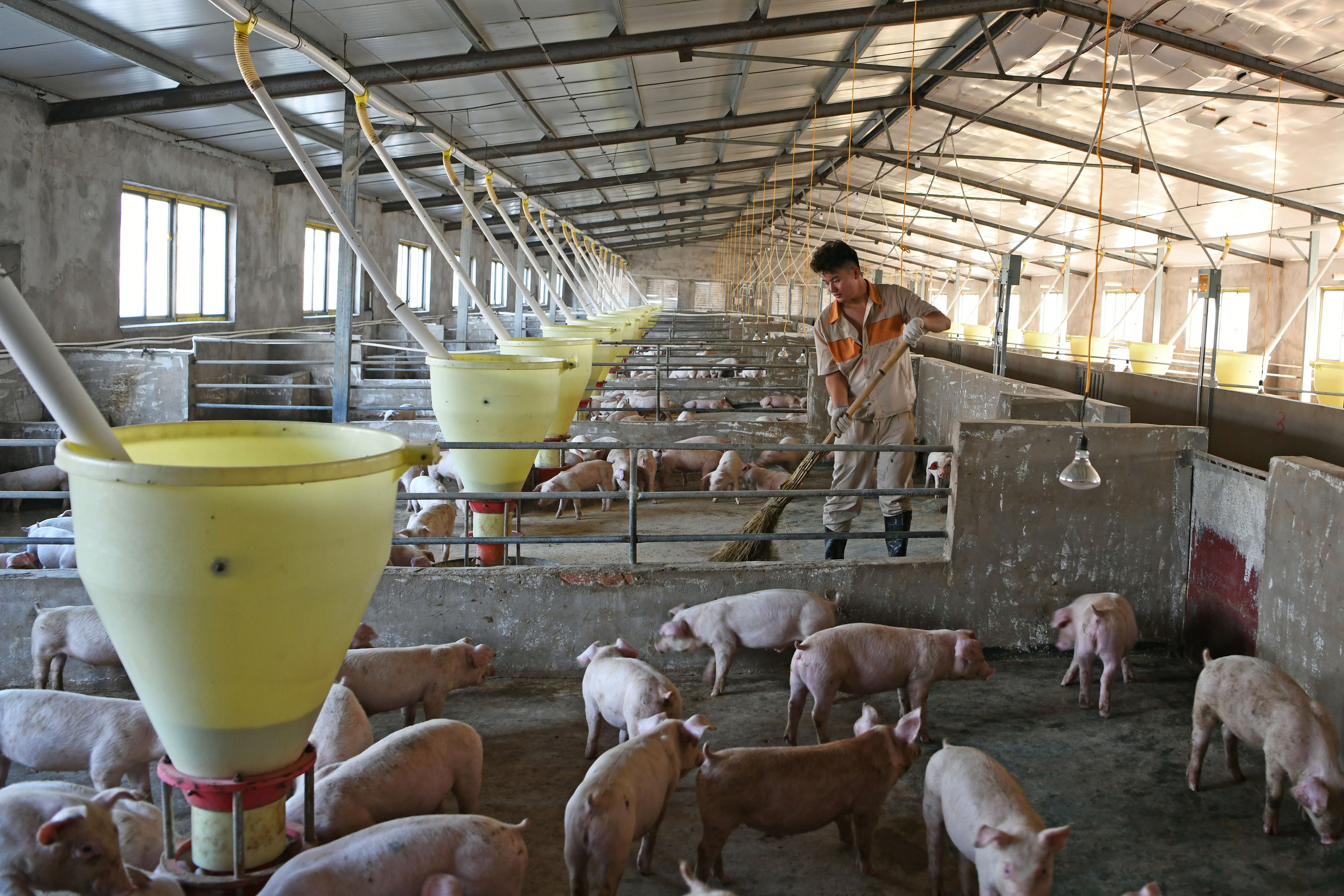 Criação de suínos em Huainan, China (Foto: REUTERS/Stringer)