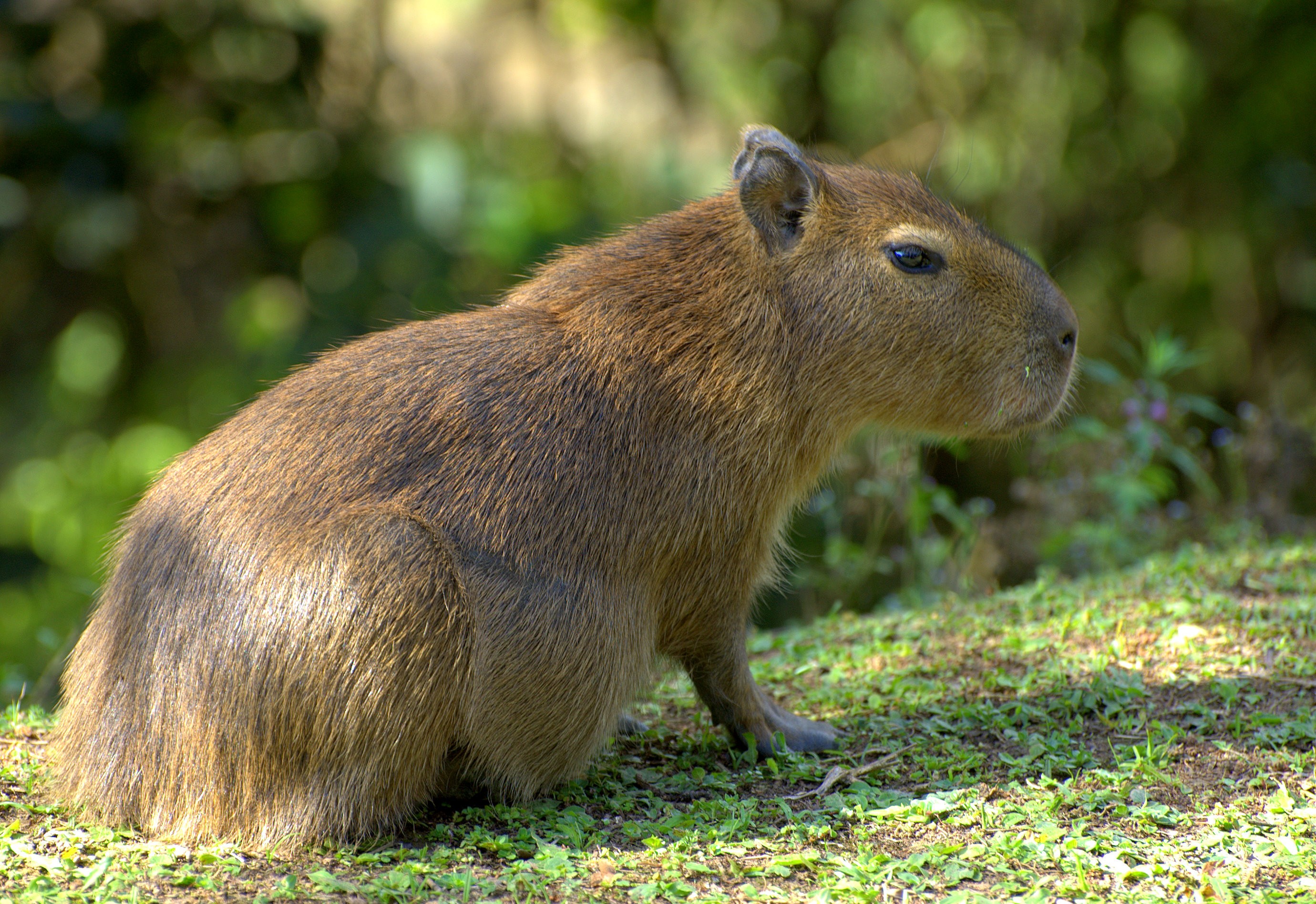 Capivara - ecologia, características, fotos - InfoEscola