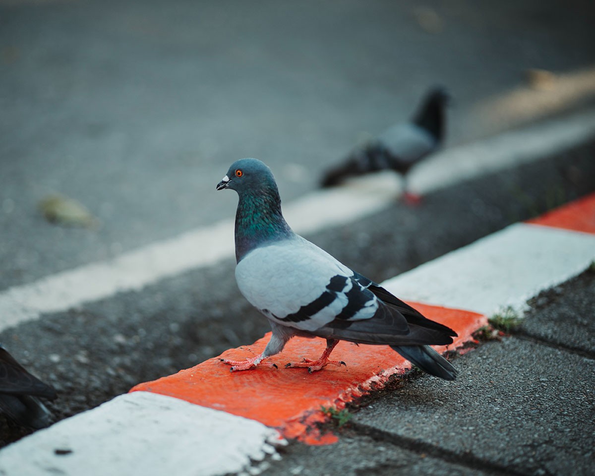 Pombos tendem a serem percebidos como incômodo por pessoas que moram em cidades grandes (Foto: Unsplash/ Alex Ware/ CreativeCommons)