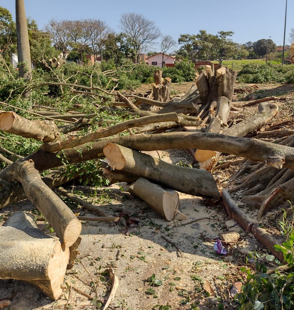 Corte e poda irregulares de árvores rendem R$ 42,5 mil em multas à Prefeitura de Regente Feijó (SP) — Foto: Cedida