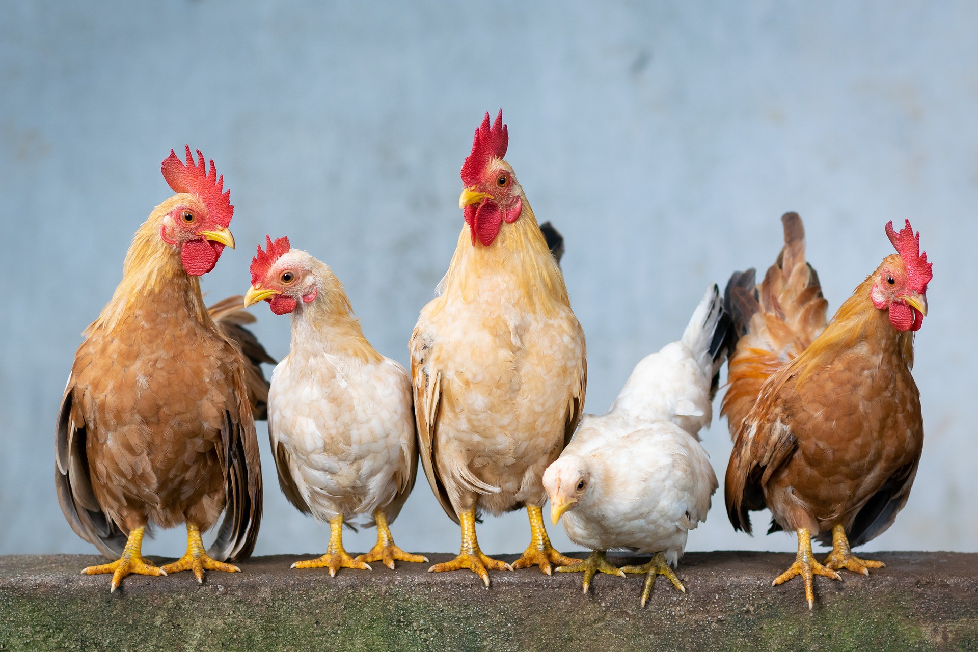 Novas evidências sobre quando, onde e como as galinhas foram domesticadas (Foto: Reprodução/Pixabay)