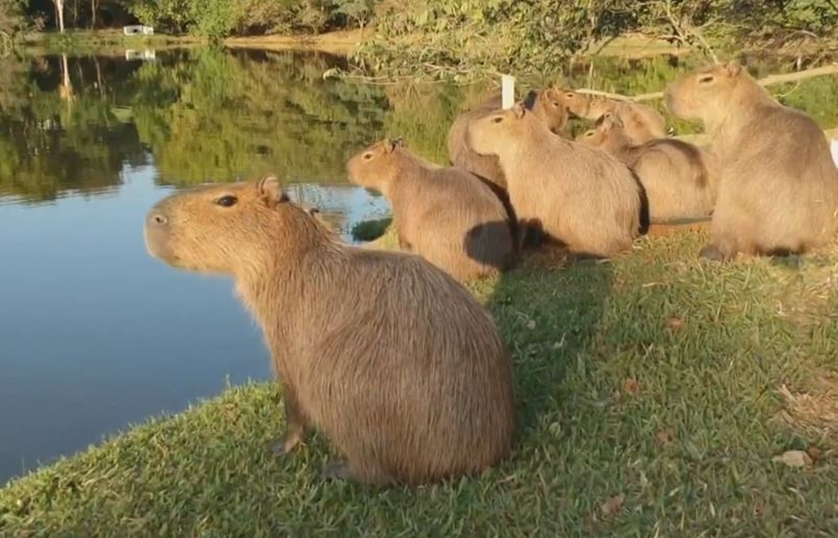 Na Argentina, capivaras aparecem em condomínios fechados e viram tema do debate político