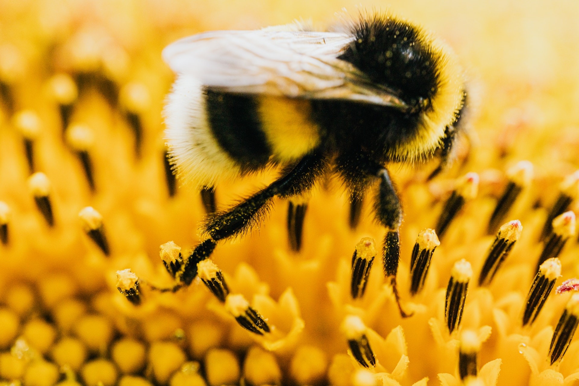 A extinção de abelhas causaria desequilíbrio em ecossistemas e ameaçaria a alimentação de animais e seres humanos (Foto: Pexels/ Karolina Grabowska/ CreativeCommons)