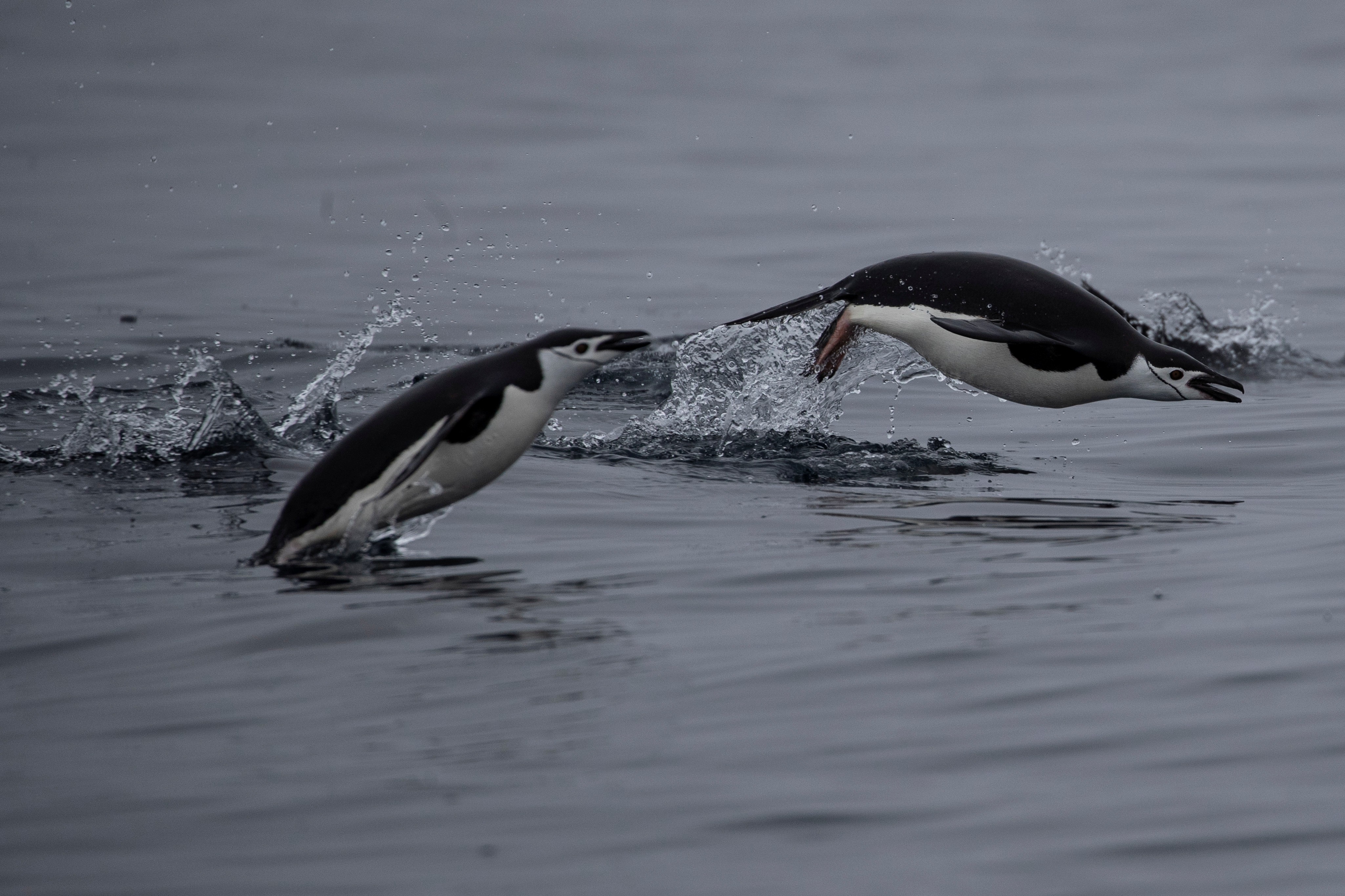 Mudanças climáticas reduzem população de pinguins de barbicha em até 77% na Antártica thumbnail