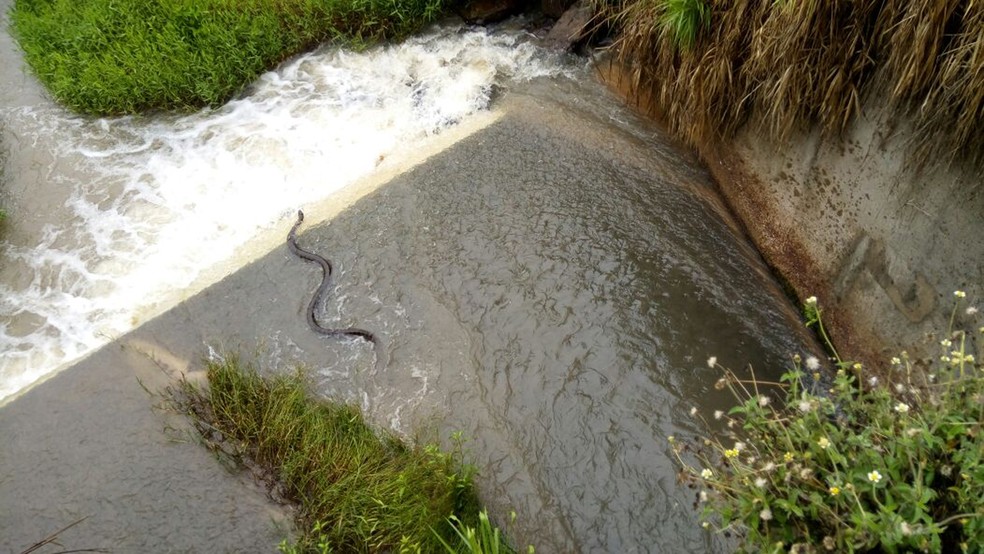 Animal foi solto no Rio Paranapanema, em Rosana (Foto: Corpo de Bombeiros/Cedida)