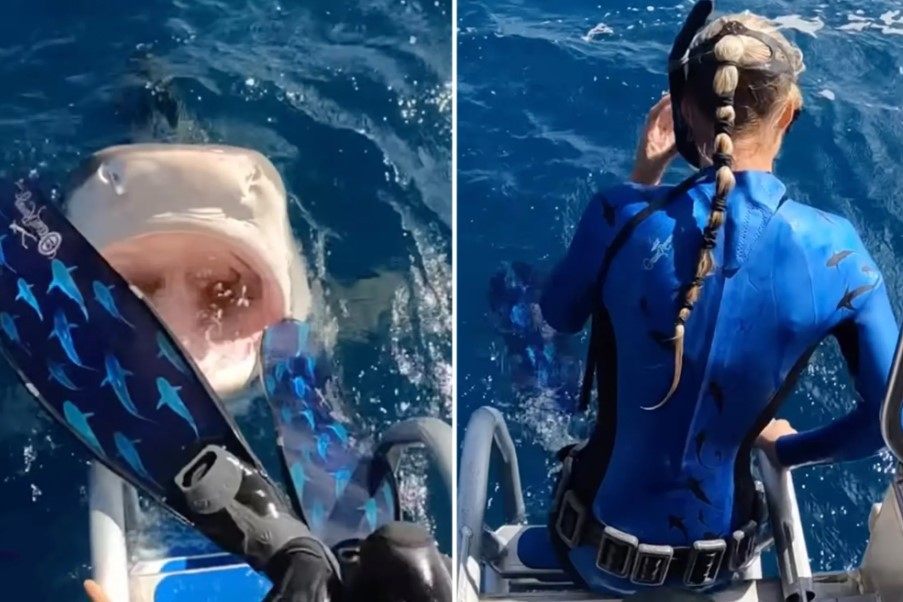 Nos EUA, cientista é surpreendida por tubarão ao pular de barco (Foto: Reprodução/ Instagram)