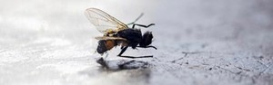 Truques para espantar moscas de casa (Divulgação)