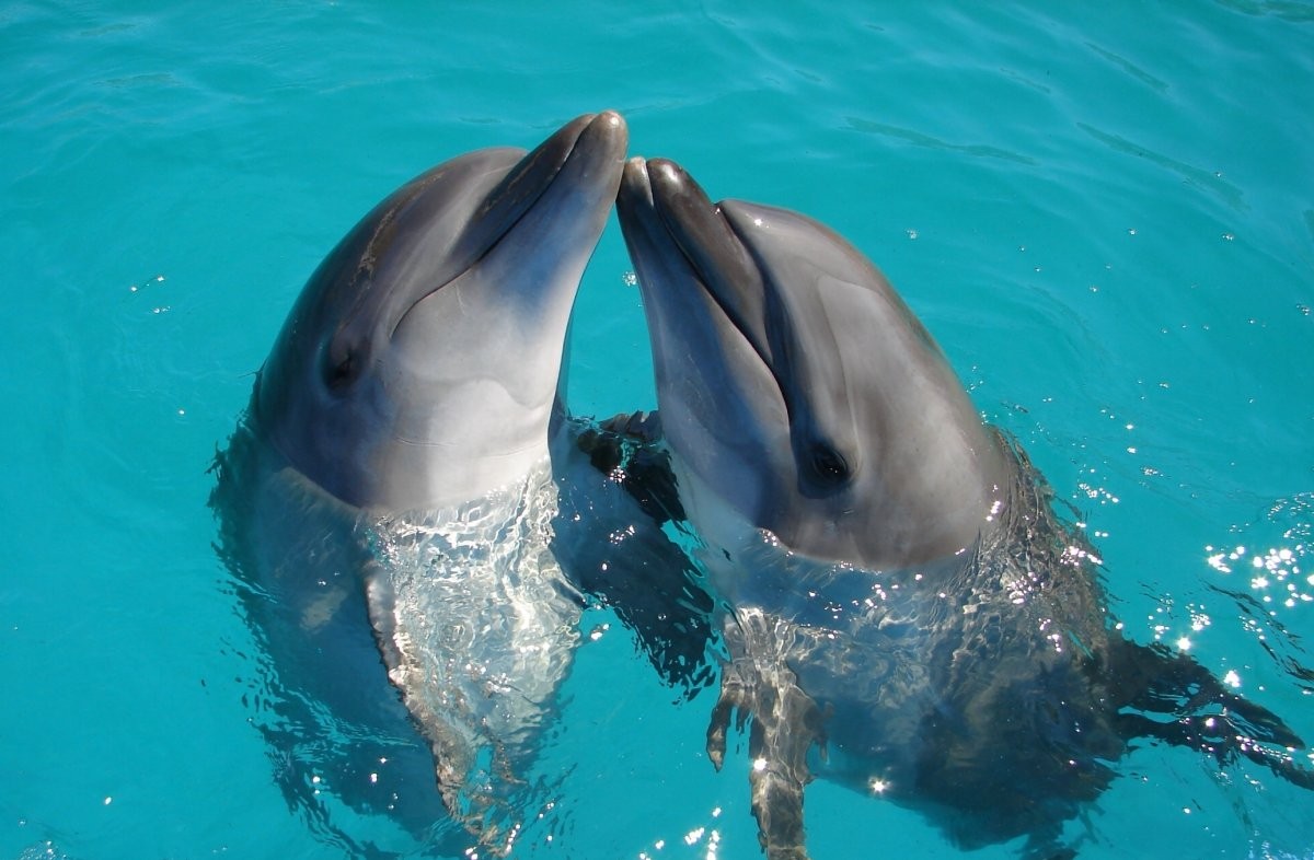 Golfinhos constroem mais alianças que qualquer espécie, com exceção da humana (Foto: Unsplash/ Ranae Smith/ CreativeCommons)