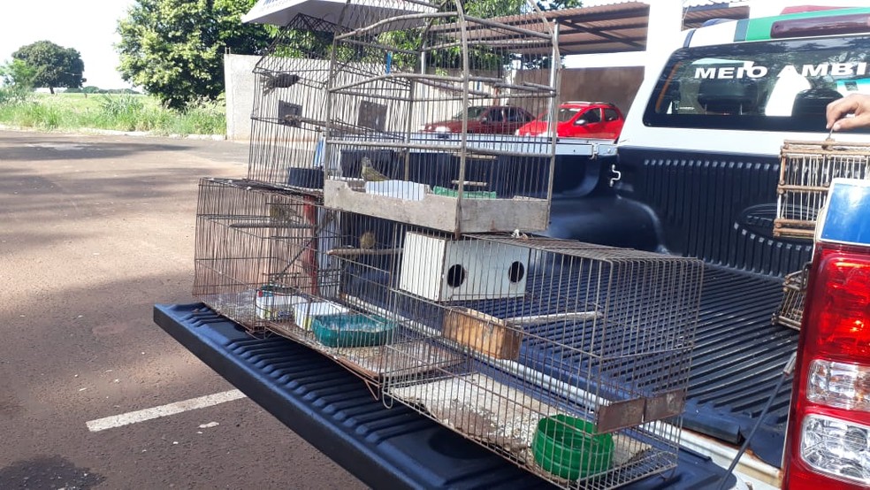 Animais foram soltos no habitat natual — Foto: Polícia Militar/Divulgação