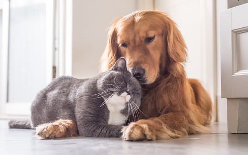 Resultado de imagem para gatos e cachorros