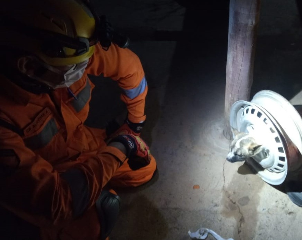 Cadela fica com o pescoço preso em roda e é socorrida pelo Corpo de Bombeiros em Montes Claros