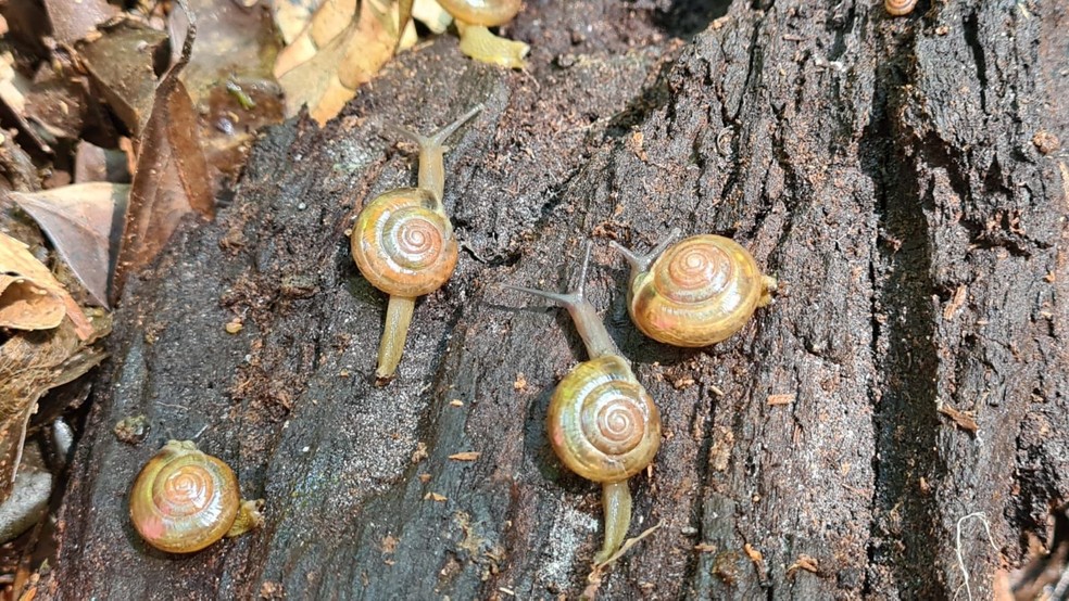 Espécie exótica de caracol foi vista pela primeira vez no Brasil em cidades do Paraná e litoral paulista  — Foto: Arquivo pessoal/Marcos R. Bornschein