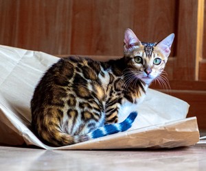 O gato bengal é um exemplo de gato híbrido: ele descende do gato doméstico e do gato-leopardo asiático