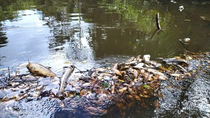Civil apreende imagens de câmeras de segurança para investigar morte de animais em rio de Pedra Branca