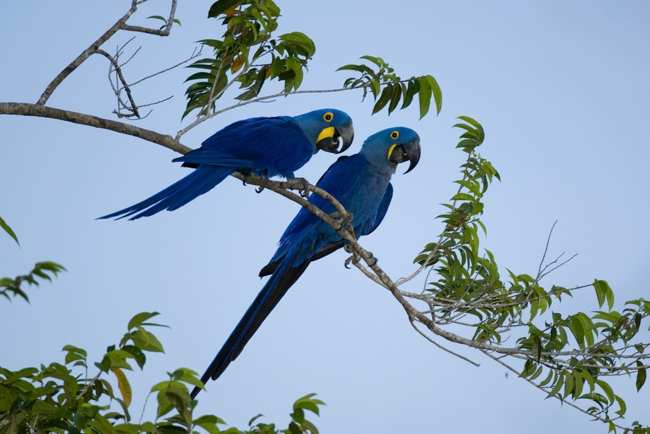 Arara-azul: em 2014, espécie foi retirada da lista da fauna brasileira ameaçada de extinção.
