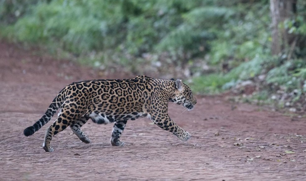 Ameaçada de extinção, a espécie sofre com a degradação do meio (Foto: Carmel Croukamp Davies)