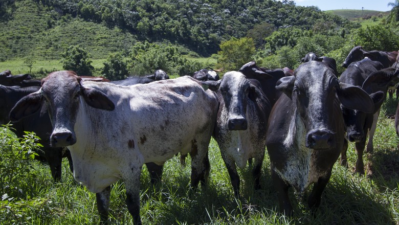 boi-leite-pecuaria-girolando-raça-leiteira (Foto: Rogério Albuquerque/Ed. Globo)