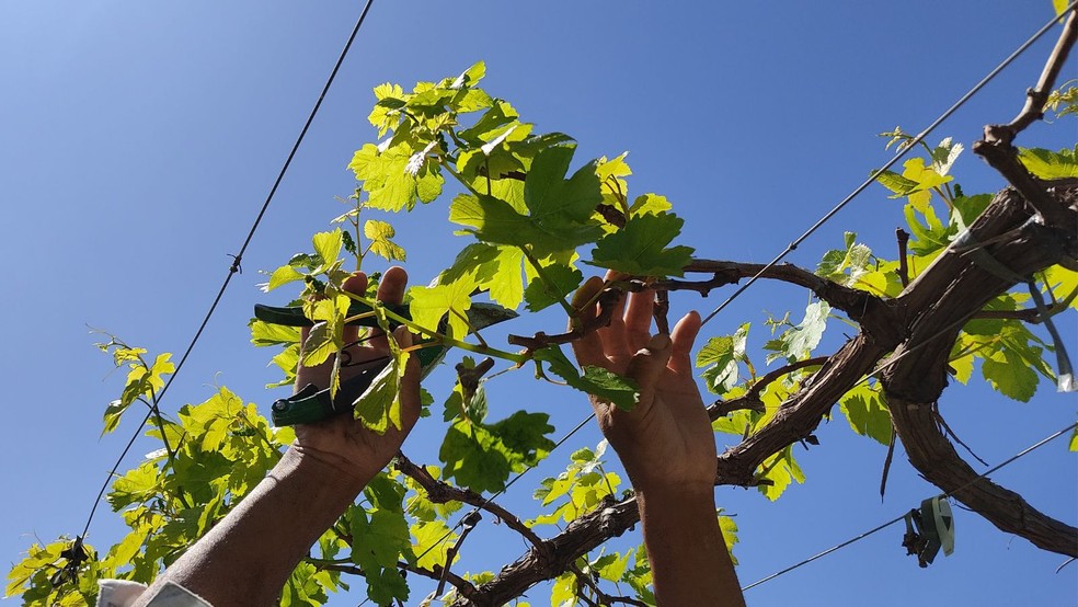 Análise de elementos ligados pode ser feita no solo, nas frutas e também nas folhas — Foto: Aline Oliveira