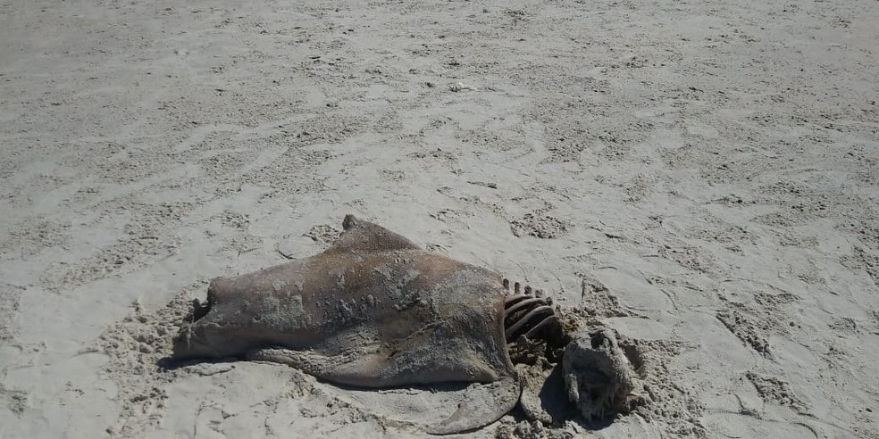 Boto encontrado morto em praia de IlhÃ©us, no sul da Bahia â?? Foto: JosÃ© Adolfo/A-mar