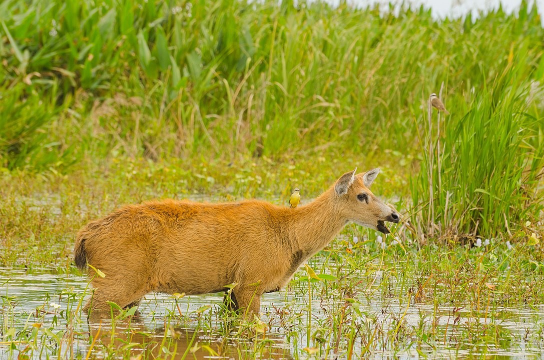 O cervo-do-pantanal conta com membranas interdigitais que facilitam o deslocamento em áreas alagadas (Foto: Leonel Baldoni/ Wikimedia Commons)