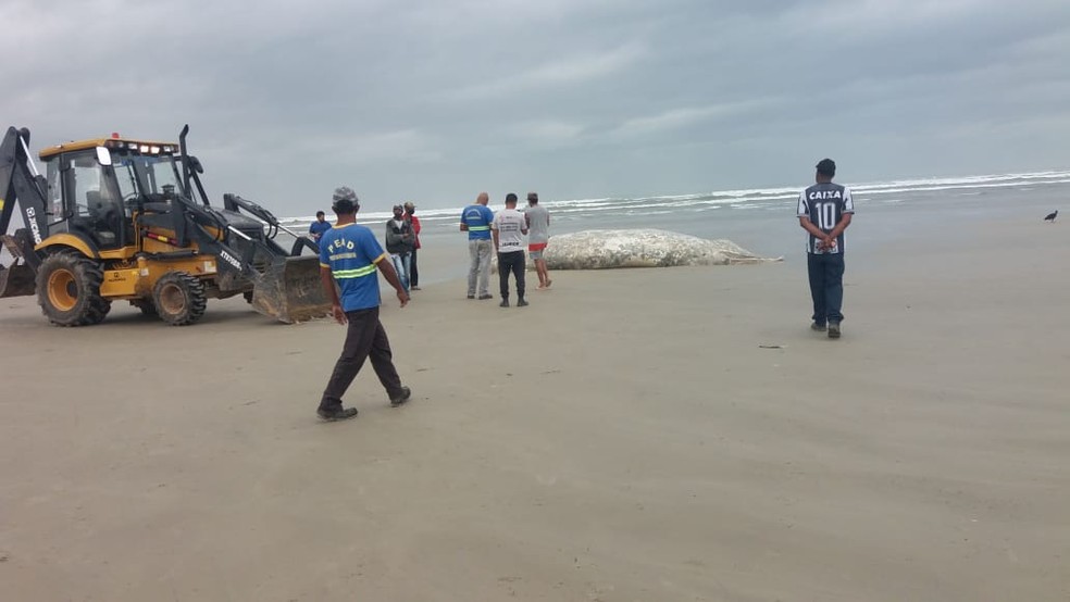 Baleia jubarte é encontrada morta em praia de São Sebastião — Foto: Divulgação/ Prefeitura de São Sebastião