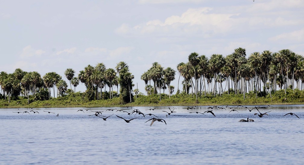 Concurso premia as melhores fotografias do Pantanal — Foto: WWF/Divulgação