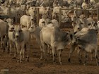 Começa a temporada mais forte de confinamento no Brasil