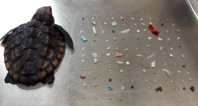 Filhote de tartaruga morre após engolir 104 pedaços de plástico  (Foto: City of Boca Raton, Gumbo Limbo Nature Center)