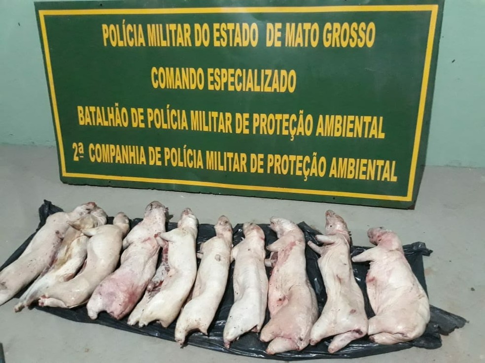 Homem estava em uma canoa e carregava uma grande caixa tÃ©rmica cheia de pacas abatidas â€” Foto: BatalhÃ£o Ambiental da PolÃ­cia Militar de Mato Grosso