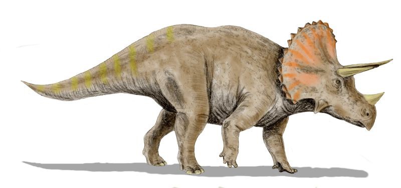 Ilustração de como era o triceratops (Foto: Wikimedia Commons)