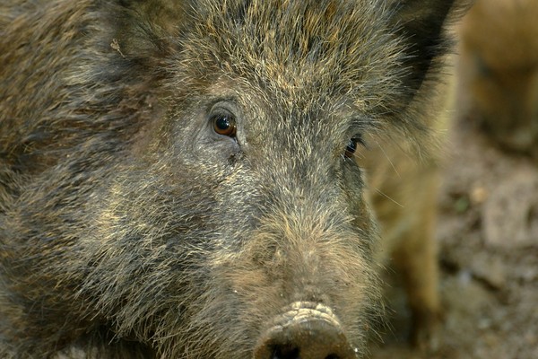 Animais Tipicos Do Rio Grande Do Sul Permissao Para Caca Do Javali Com Caes Armadilhas E Armas Agora
