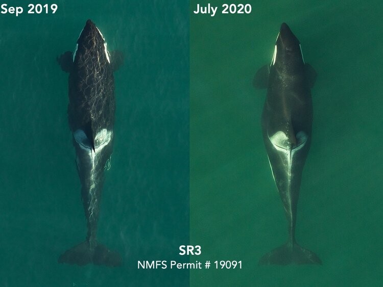 Uma outra orca grávida. É possível ver a variação de seu tamanho ao longo do tempo. A gravidez das orcas duram em média 18 meses (Foto: SR3 and NOAA’s Southwest Fisheries Science Center in 2019 and SR3 and SEA in 2020, collected under NMFS research permit 19091)