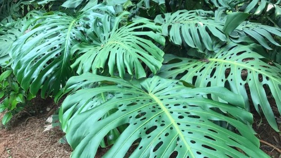 Costela-de-adão é bastante usada no Brasil como planta ornamental — Foto: BBC