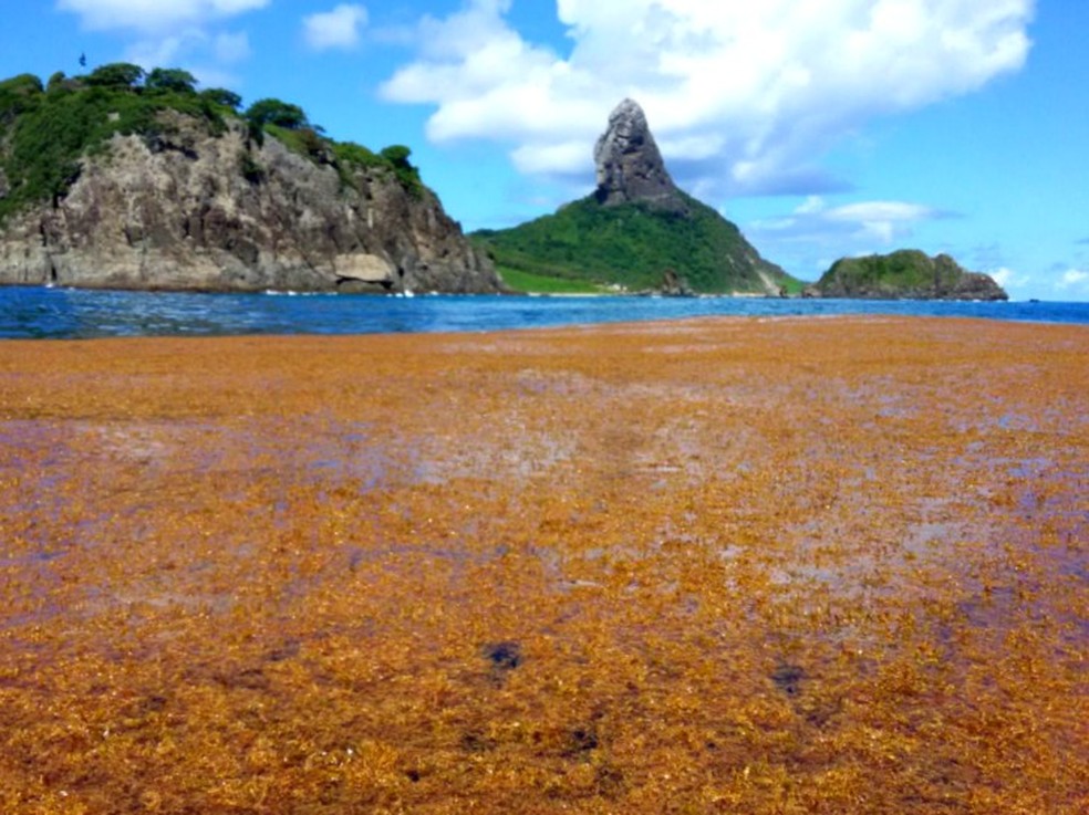 Em 2015 a quantidade de algas foi maior  â€” Foto: LÃ©o Veras /Instituto TubarÃµes de Noronha