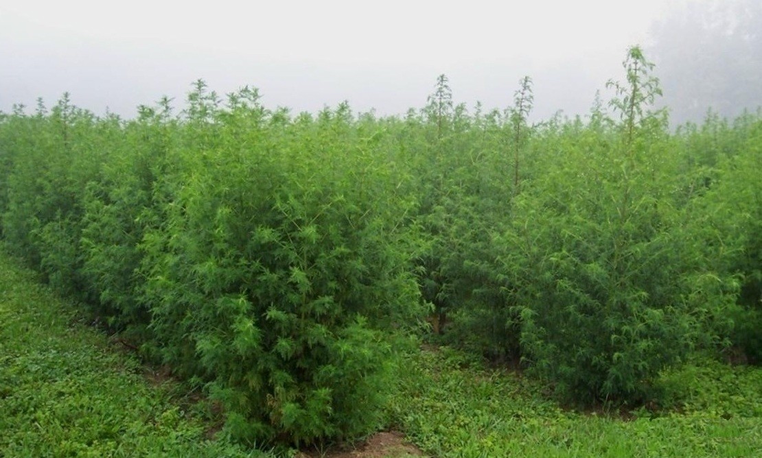 plantação de losna (Foto: wikimedia commons)