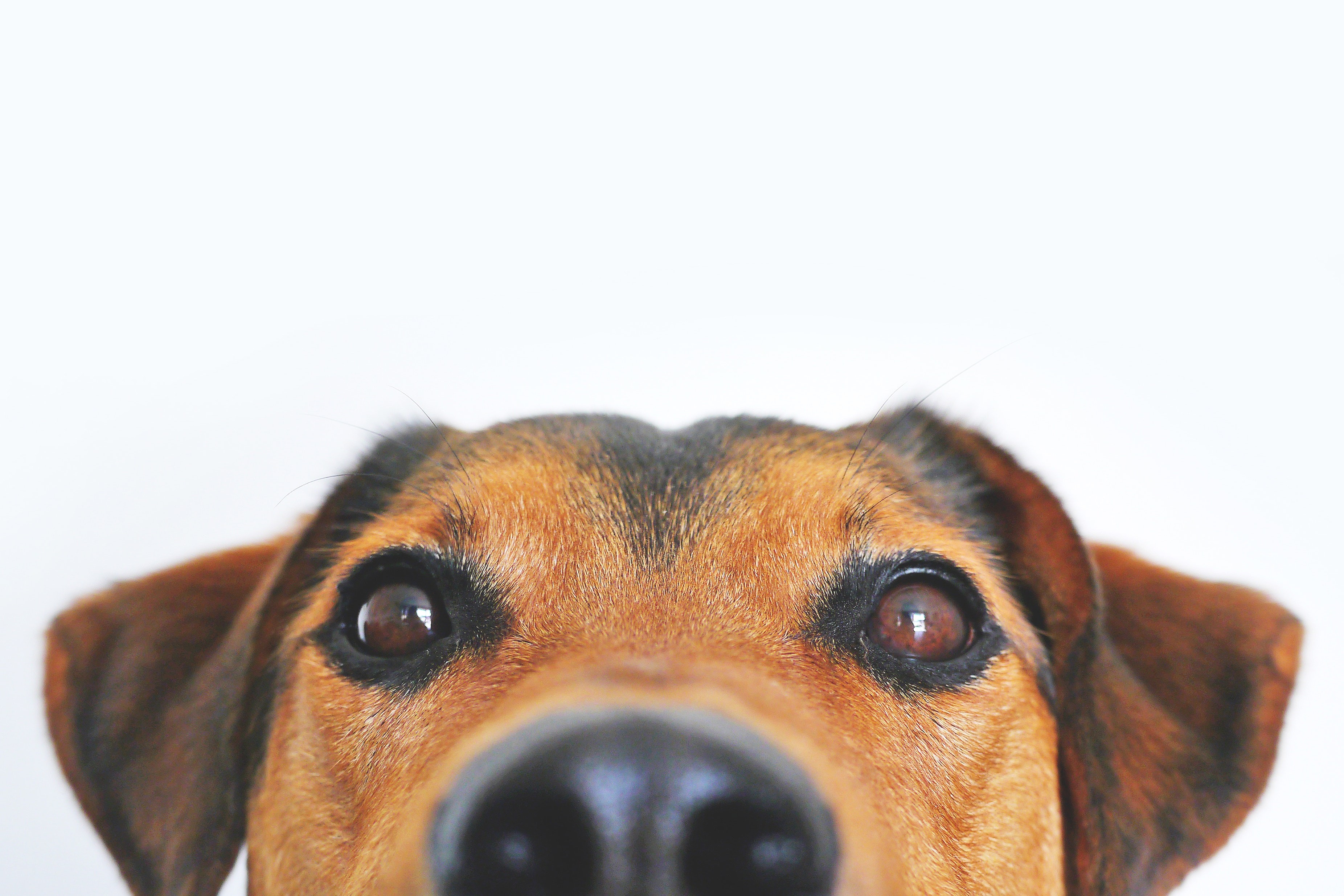 Pesquisa mostra que o nariz dos cães é ainda mais habilidoso do que pensávamos (Foto: Pesels / Lum3n)