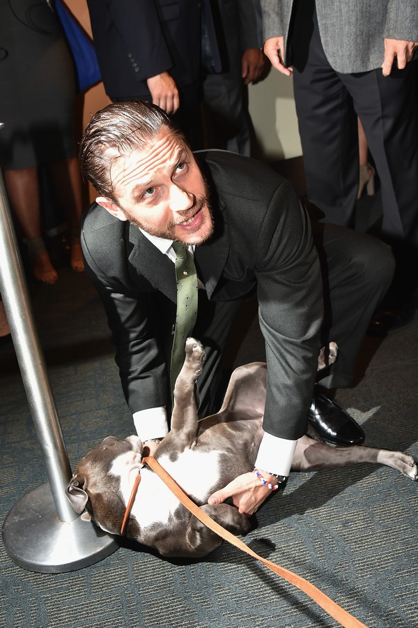 Tom Hardy e a pitbull Nora no lançamento de 'The Drop' (Foto: Getty Images)