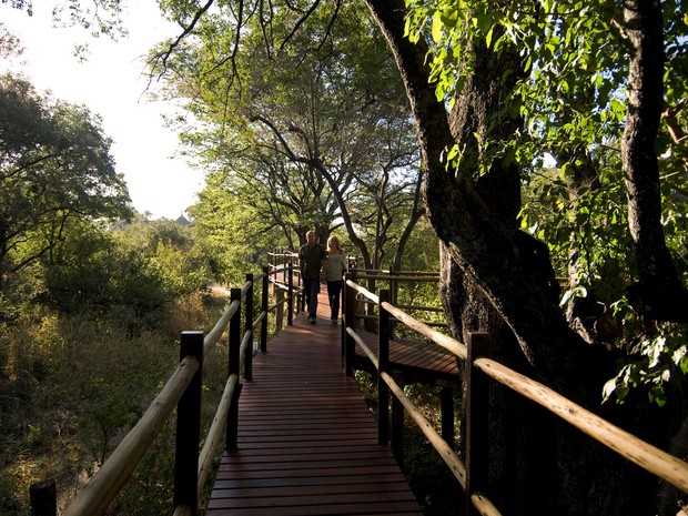 Passarela na árvore do hotel Sanctuary Sussi & m na Zâmbia (Foto: Divulgação/Sanctuary Retreats)
