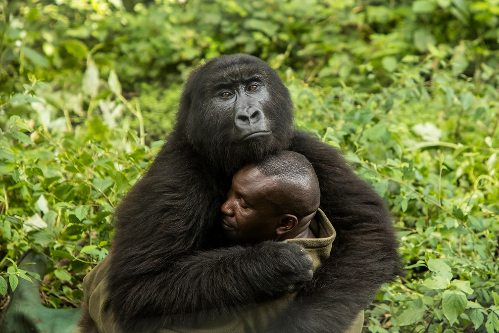 Gorila abraÃ§a guarda florestal no Parque Nacional Virunga â Foto: James Gifford