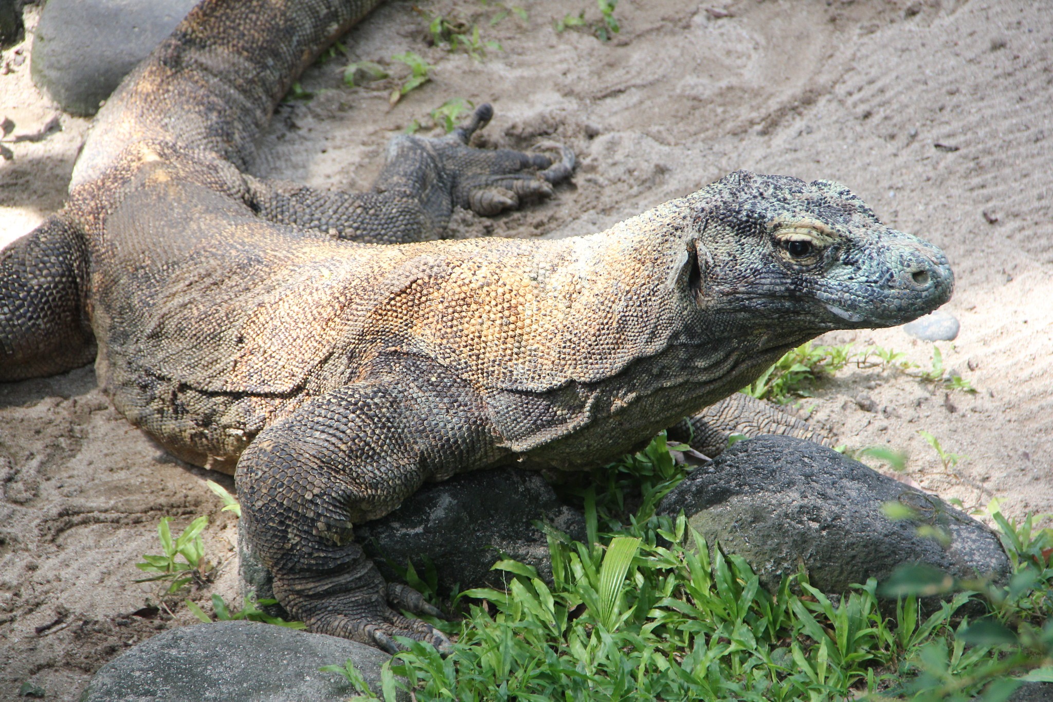 Pesquisa mostra que dragão-de-komodo tem armadura de ossos minúsculos sob a pele (Foto: Flickr/Kahunapule Michael Johnson/Creative Commons)