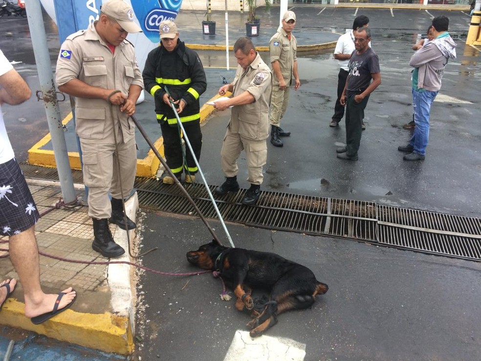 Ataque do cachorro ocorreu no estacionamento do supermercado em Cuiaba — Foto: Divulgação