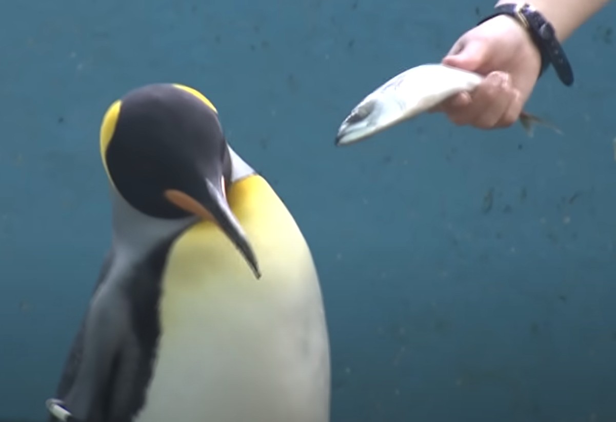 Pinguins recusam peixes mais baratos enquanto aquário sofre com inflação (Foto: ANNnewsCH/ Youtube)