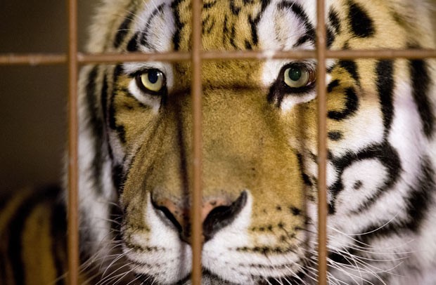 Resultado de imagem para tigre na jaula ser humano fora