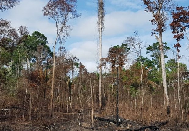 Floresta afetada pela seca e fogos na região de Santarém durante o El Niño em 2015 (Foto: ERIKA BERENGUER/DIVULGAÇÃO via BBC News)