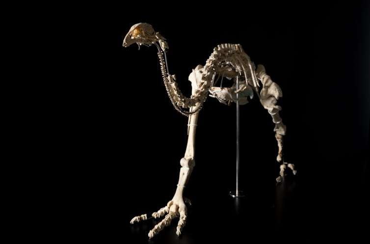 Esqueleto de uma ave moa, que foi exterminada com a chegada dos maores, povo nativo da Nova Zelândia (Foto: Museu Otago)