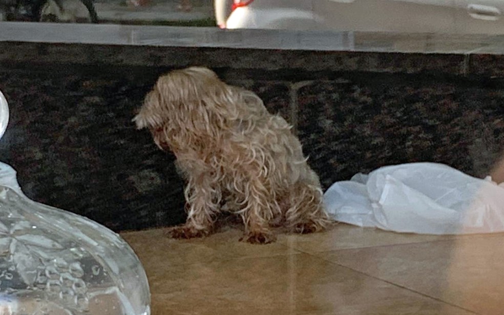 Cachorro estava preso em loja há cinco dias no Recife — Foto: Thiago Carvalho/WhatsApp