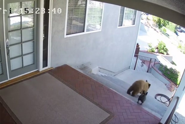 Buldogue francês virou hit ao expulsar ursos de casa nos EUA (Foto: Reprodução/YouTube/Ferns channel)