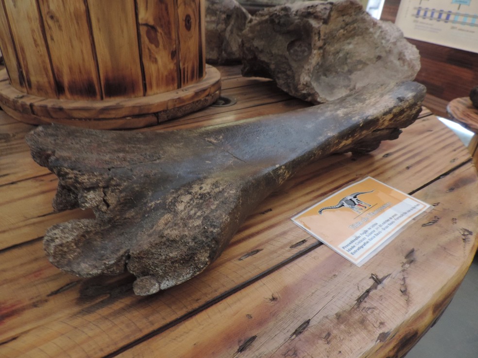 Fêmur de um titanossauro encontrado na região noroeste paulista — Foto: Marcos Lavezo/G1
